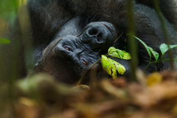 Sette Cama Eco Camp: Gorilla Portrait