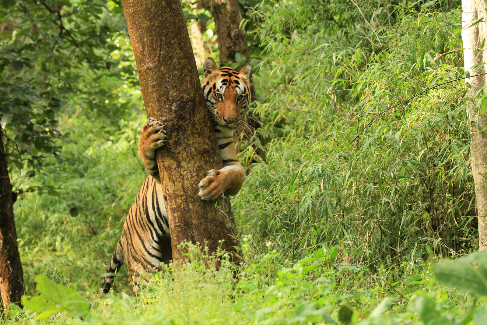 Singinawa Jungle Lodge Singinawa Jungle Lodge: Nachschärfen der Krallen