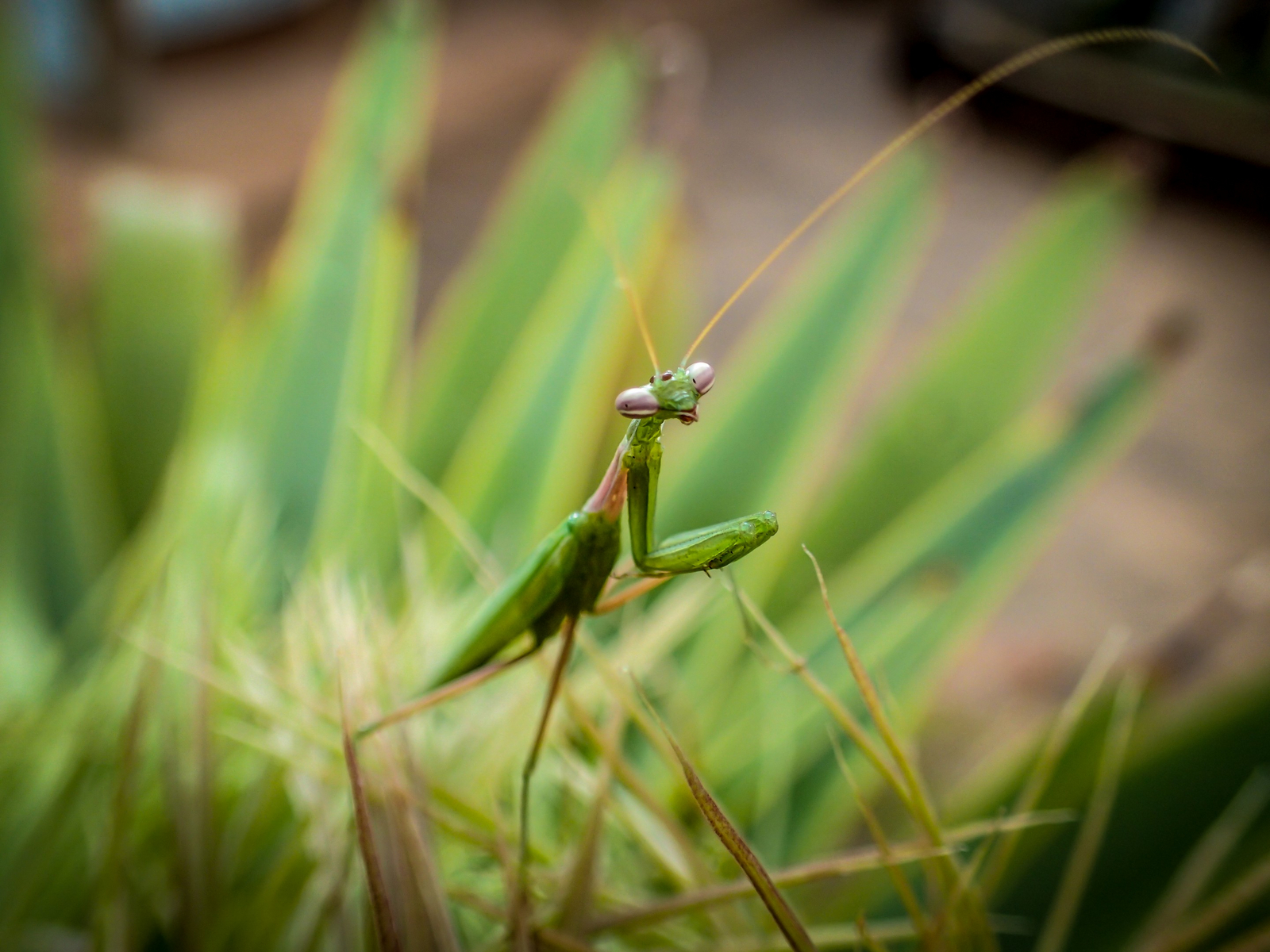 Sirikoi Lodge Sirikoi Lodge: Gottesanbeterin