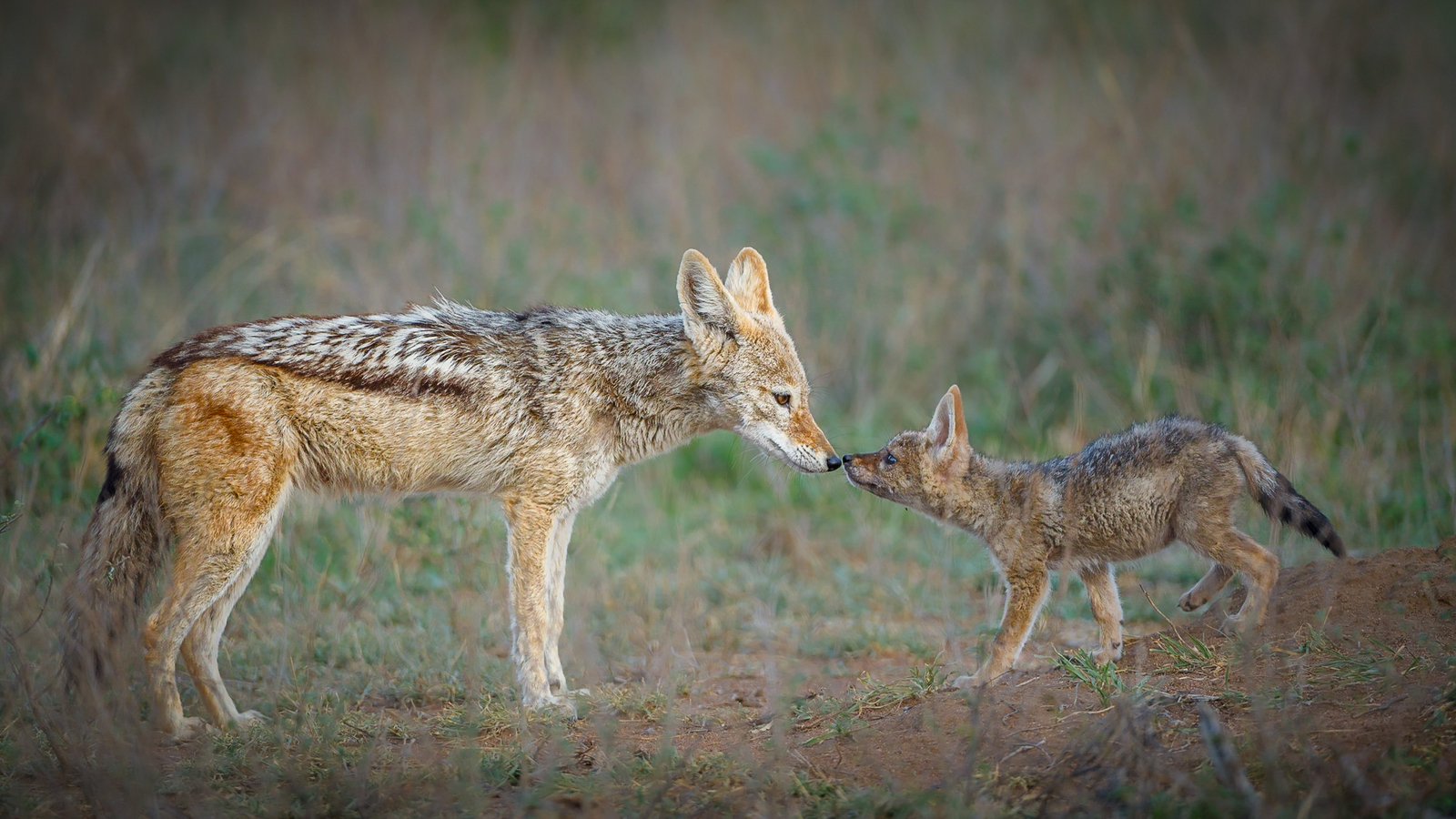 Tanda Tula Safari Camp Tanda Tula Safari Camp: Black-backed Jackal