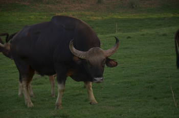 Tathastu Resort Satpura: Gaur