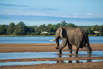 Tembo Plains Camp: Elefant am Ufer