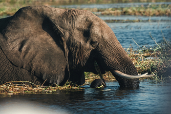 UOBS Chobe National Park: Elefant im tiefen Wasser