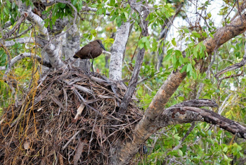 Victoria Falls River Lodge Victoria Falls River Lodge: Hamerkop