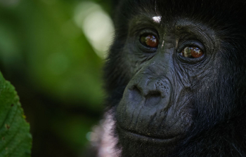 Volcanoes Bwindi Lodge: Portrait