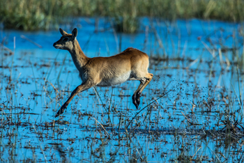 Zarafa Camp: Red Lechwe
