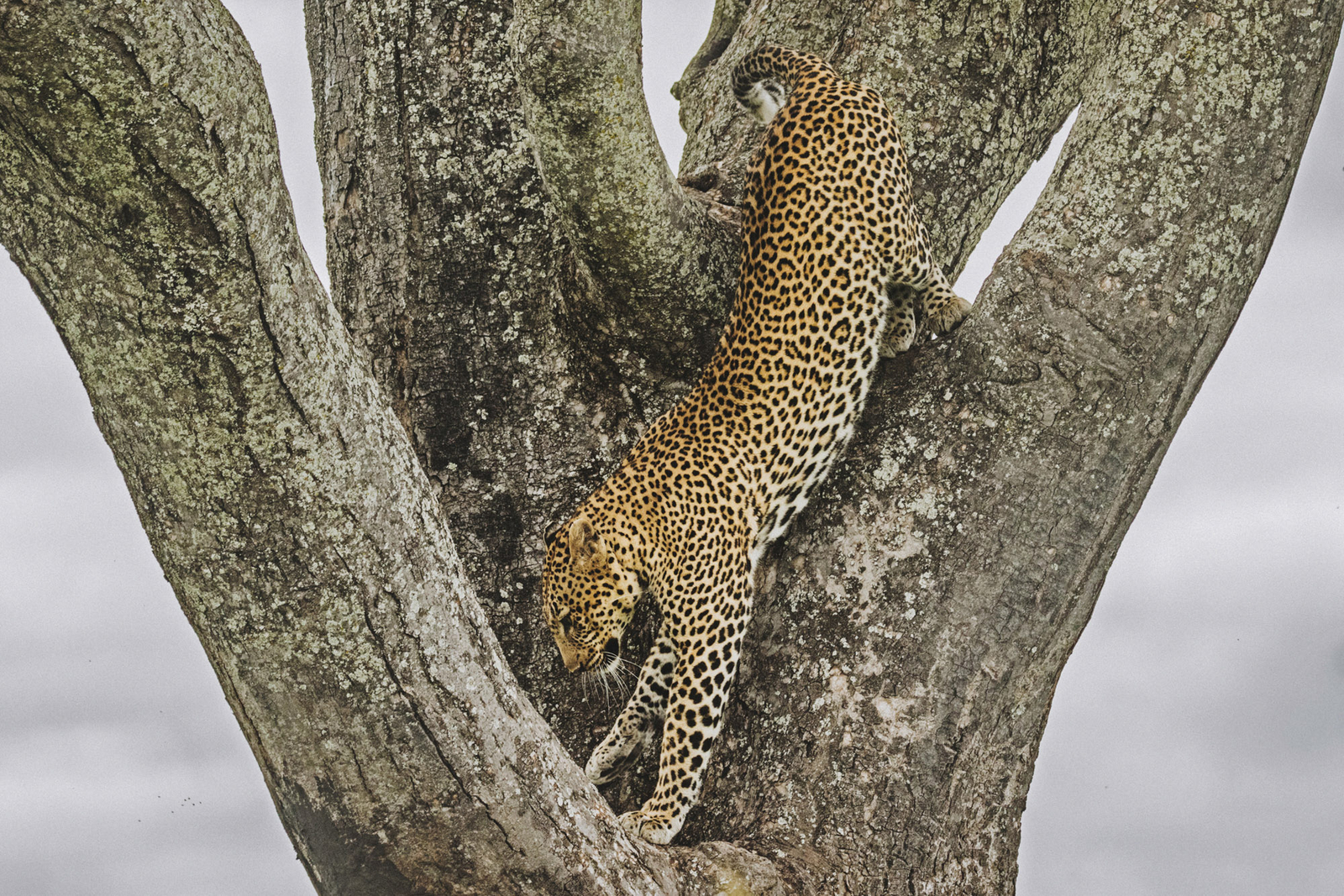 Chem Chem Lodge Chem Chem Lodge: Leopard