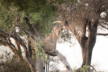 Chief's Island: Löwe im Baum