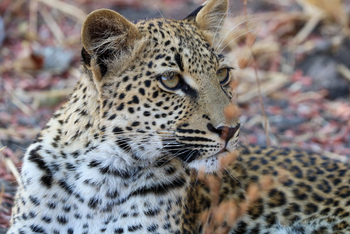 Chikunto Safari Lodge Chikunto Safari Lodge: Leopardenportrait