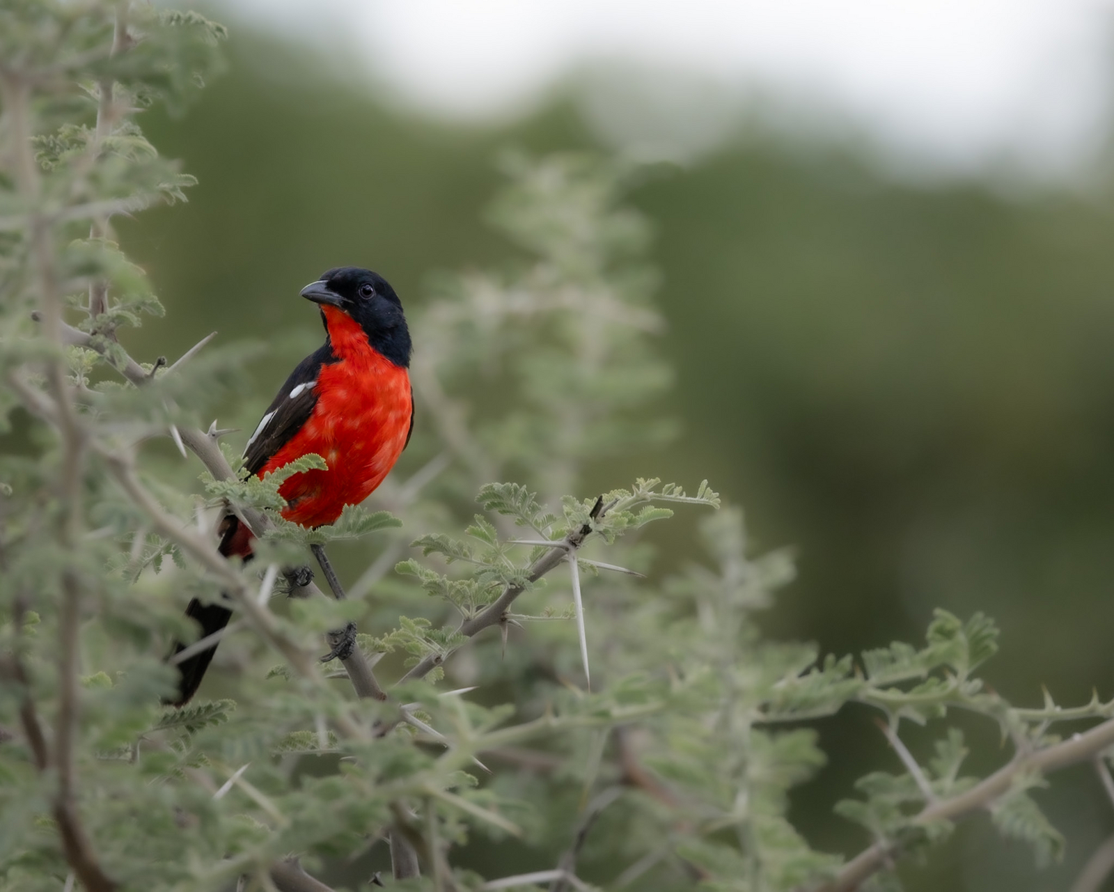 Daunara Safari Camp Daunara Safari Camp: Crimson-breasted Shrike
