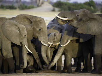 Davison's Camp: Elefantenherde am Wasser