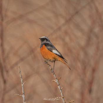 Drenmo Lodge Drenmo Lodge: Common Redstart