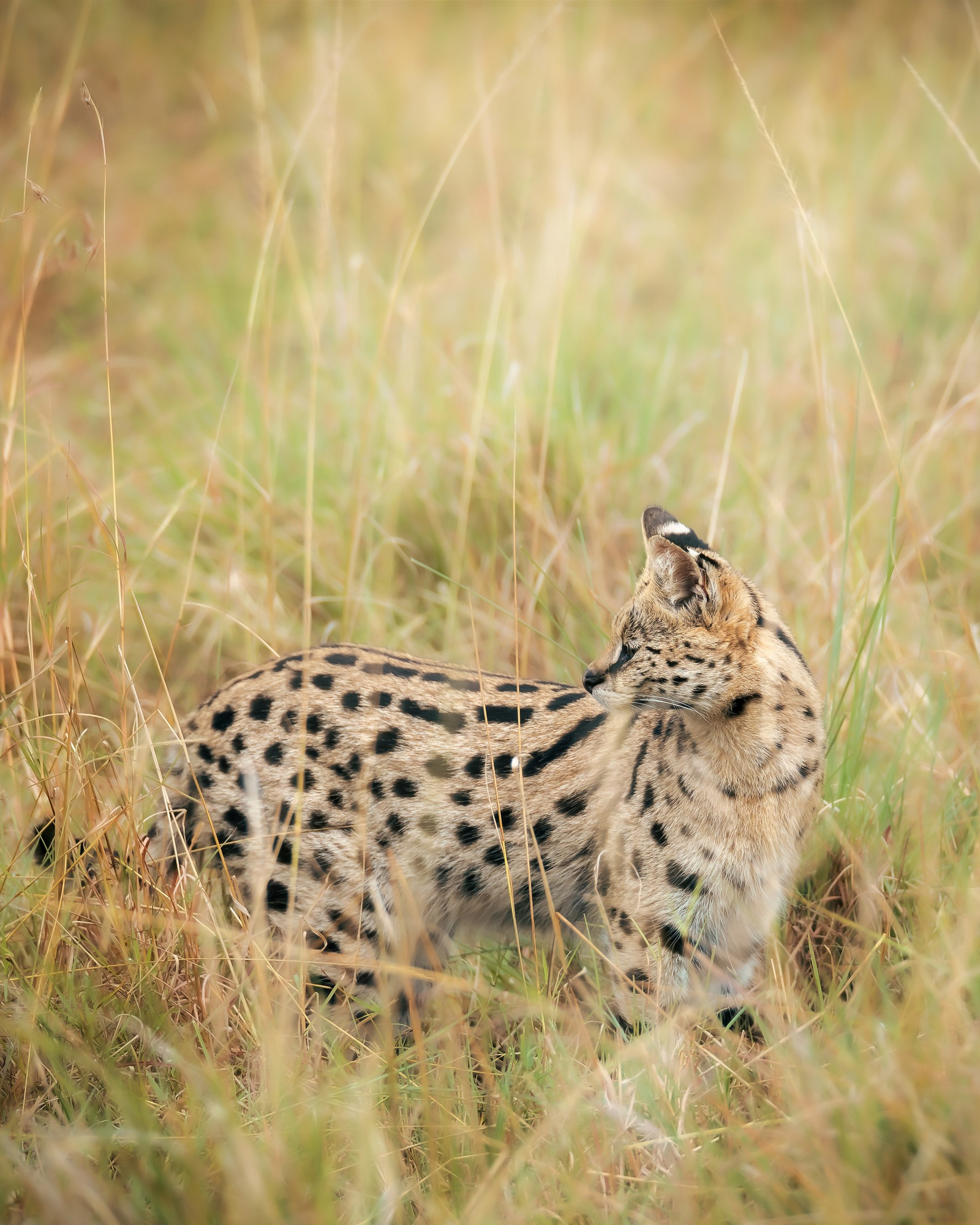 Elewana Loisaba Tented Camp Elewana Loisaba Tented Camp: Serval