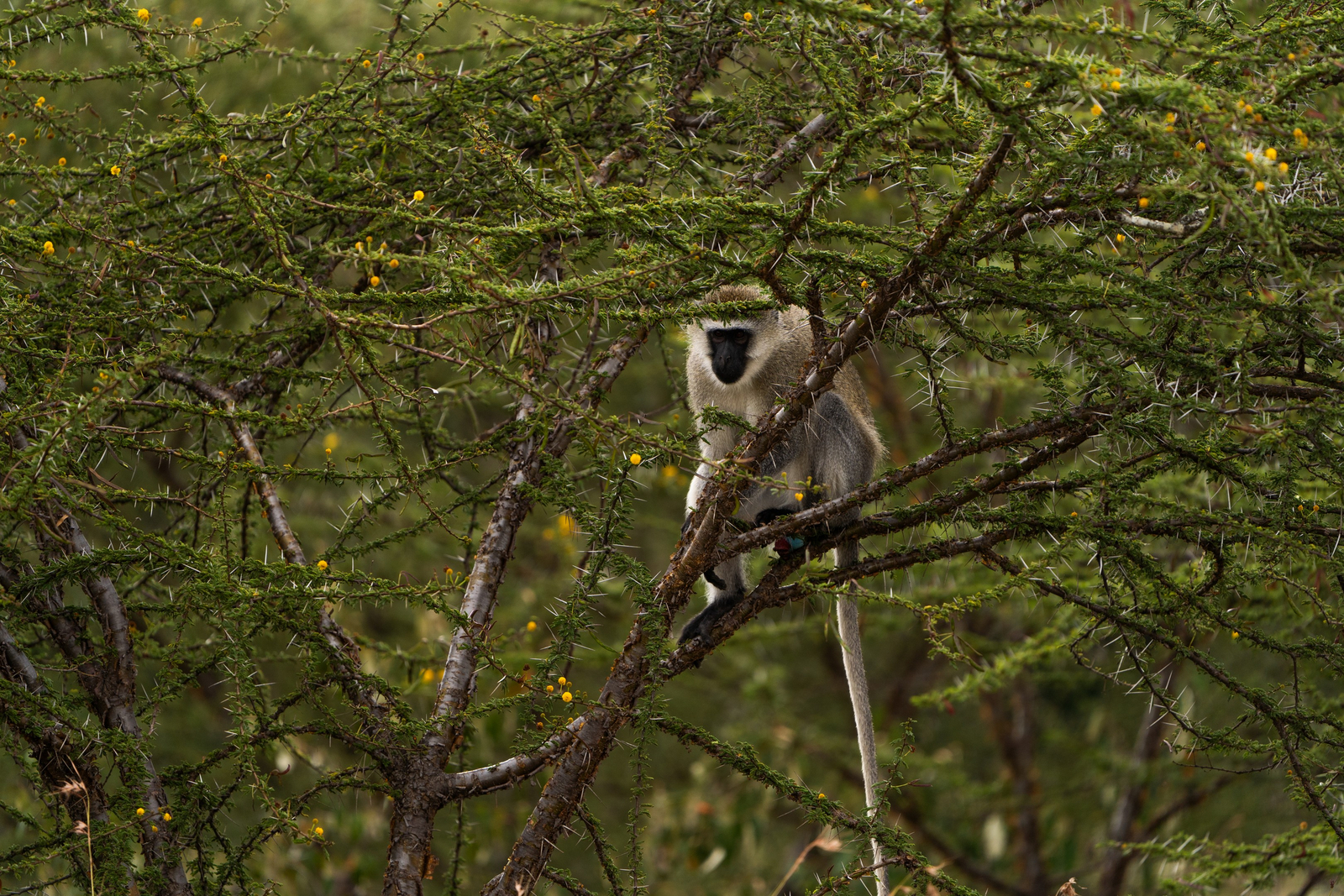 Encounter Mara Camp Encounter Mara Camp: Grüne Meerkatze