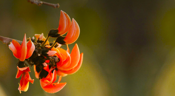 Flame of the Forest Safari Lodge: Namengebende Blüte