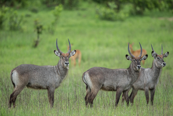 Ila Safari Lodge Ila Safari Lodge: Wasserböcke