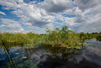 Jackalberry Camp: Stille Gewässer