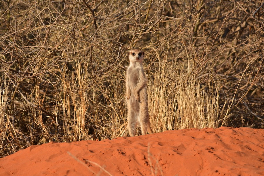 Kalahari Game Lodge