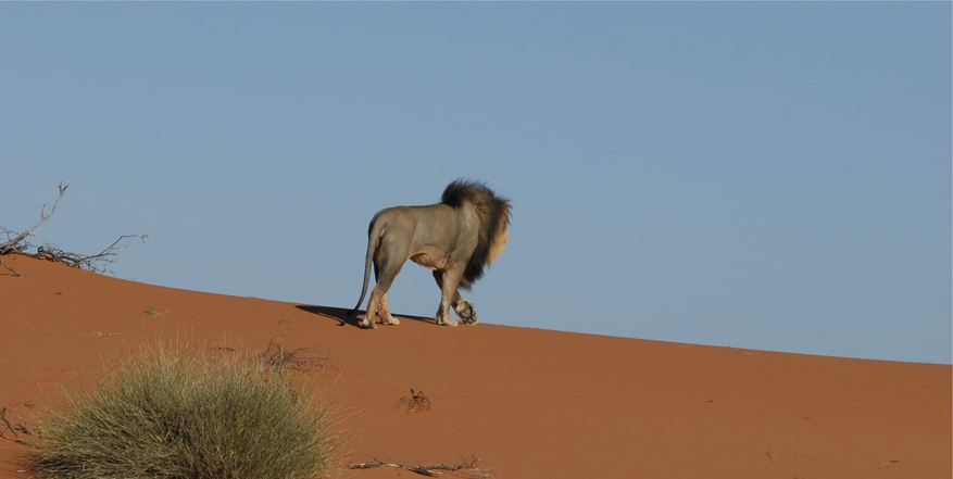 Kalahari Game Lodge