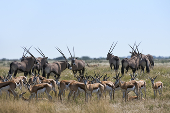 Kalahari Plains Camp: Springbock und Gemsbock