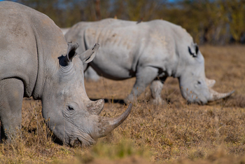 Loldia House: Lake Nakuru
