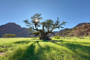 Luna Namib Collection: Sonne hinter einem Baum
