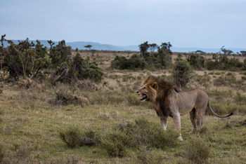 Mahali Mzuri: Flehmender Löwe