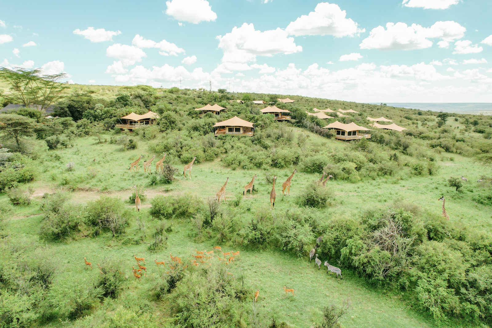 Mara Bushtops Mara Bushtops: Giraffen und Impalas vor dem Camp