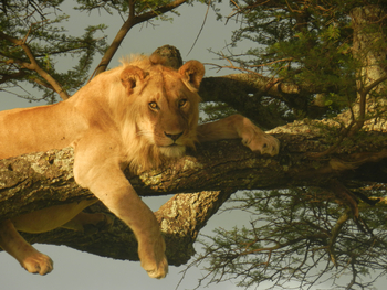 Mara River Post Mara River Post: Junger Löwe