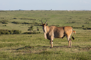 Mara Toto Tree Camp: Elandbulle
