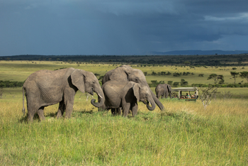 Mara Toto Tree Camp: Elefantne vor dunklen Wolken