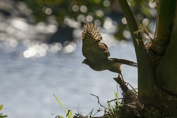 Masoala Forest Lodge: Madagaskarsperber