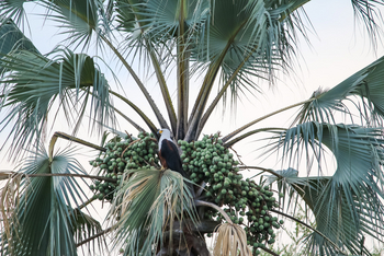 Maun Waterfront Guesthouse: African Fish Eagle
