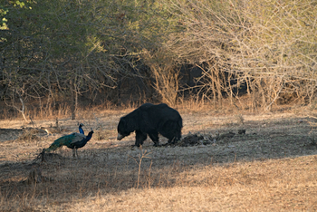 Nahargarh: Lippenbäre und Pfauen
