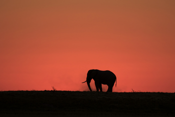 Camp Kalahari Camp Kalahari: Elefantensilhouette