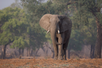 Nkonzi Bush Camp: Elefant