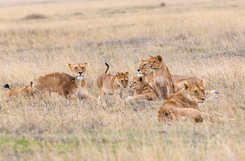 Nyikani Camp Central Serengeti: Löwenrudel