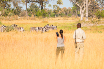 Oddballs' Camp: Zebras