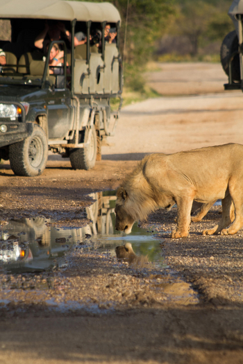 Ongava Reserve: Junger Löwe