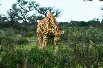 Otjimbondona: Giraffe