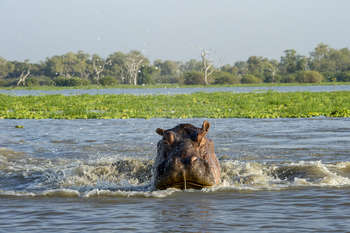 Roho ya Selous Camp: Hippo im Wasser
