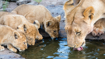 Saruni Mara Camp: Löwin mit Jungtiere
