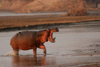 Shenton Safaris: Hippo Hide