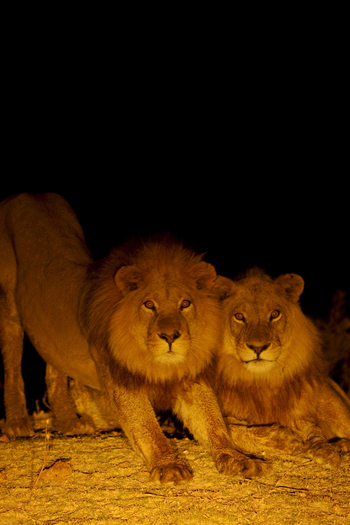 Shinde Lodge Shinde Lodge: Löwen beim Night Drive