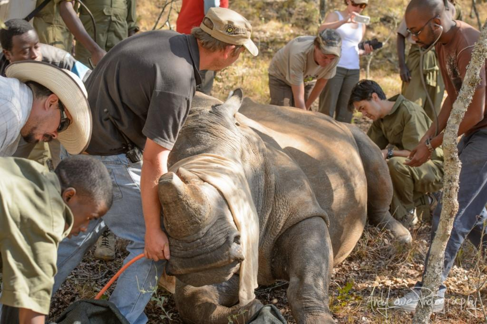 Start der Enthornung eines Spitzmaulnashorns Start der Enthornung eines Spitzmaulnashorns