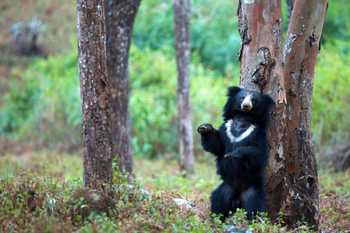 Syna Tiger Resort: Lippenbär