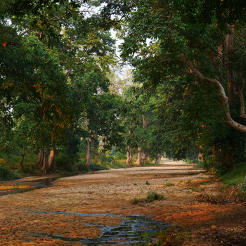 The Riverwood Forest Retreat: Nature Walk