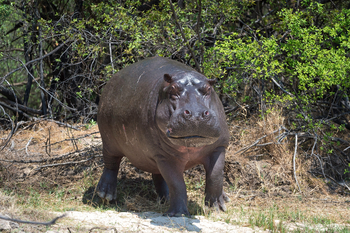 Toka Leya Camp Toka Leya Camp: Flusspferd frontal