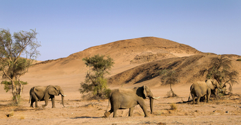 Twyfelfontein Country Lodge: Elefanten
