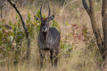 Anantara Tented Camp Kafue River: Kudu mit imposanten Spiralhörnern im Busch